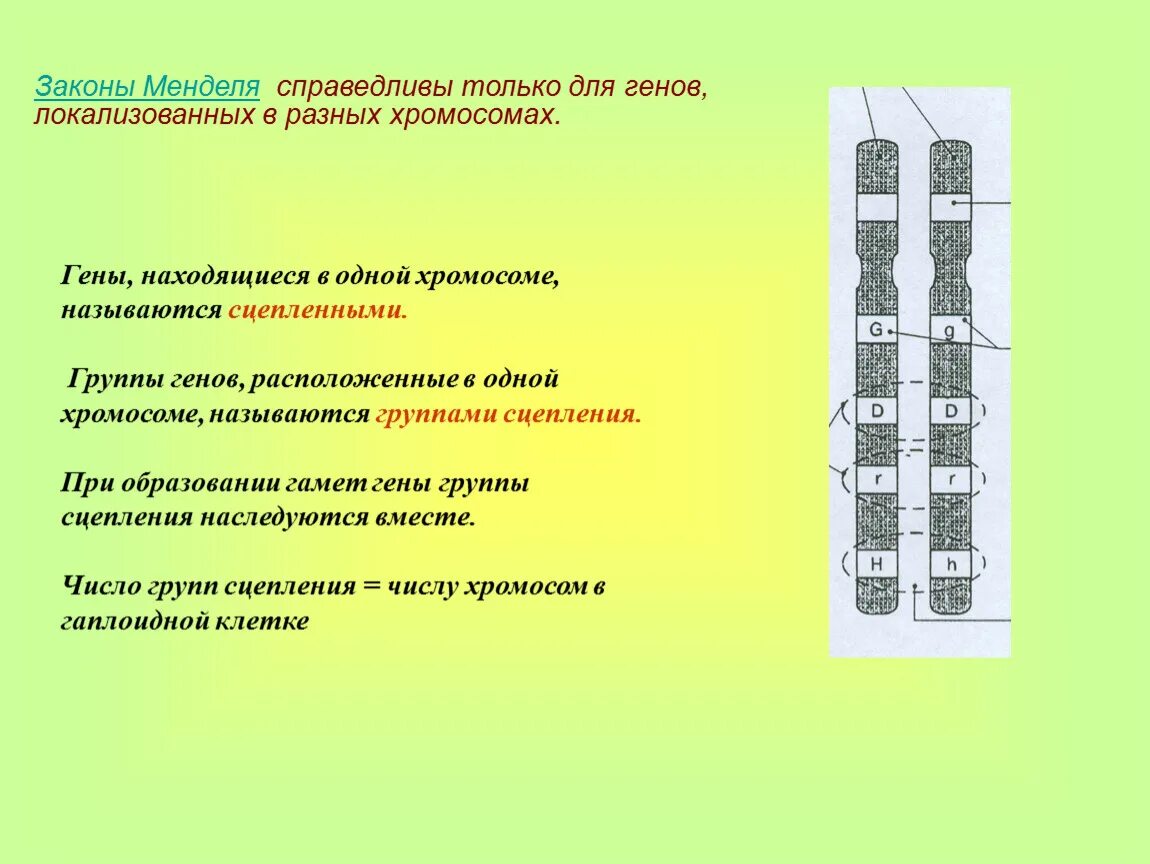 Хромосомная теория наследственности сцепленное наследование. Расположение генов в хромосомах. Гены в разных хромосомах. Гены локализованы в разных хромосомах. Обе пары генов расположены в разных хромосомах