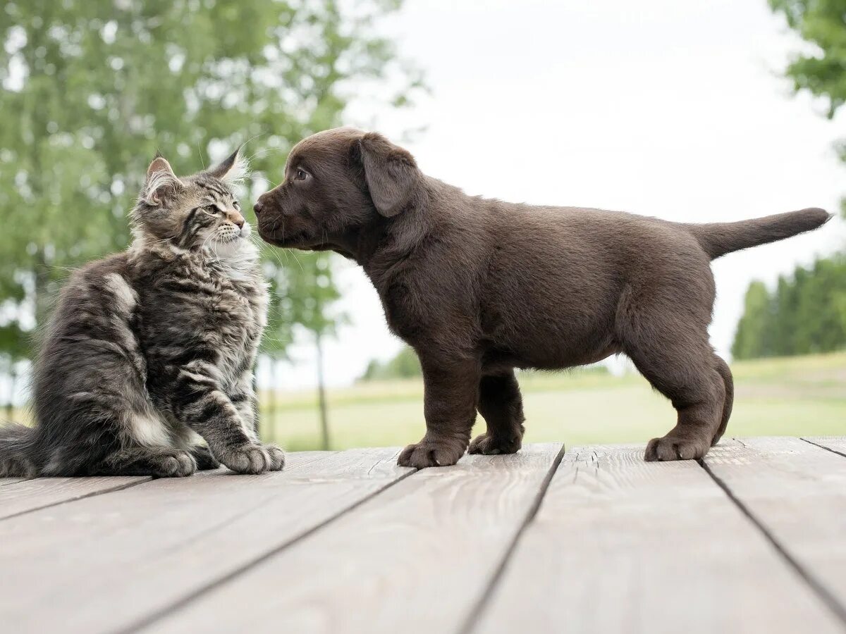 Кошки и собаки. Дружба кошки и собаки. Собака с кошкой дружат. Картинки кошек и собак. Купили коту собаку