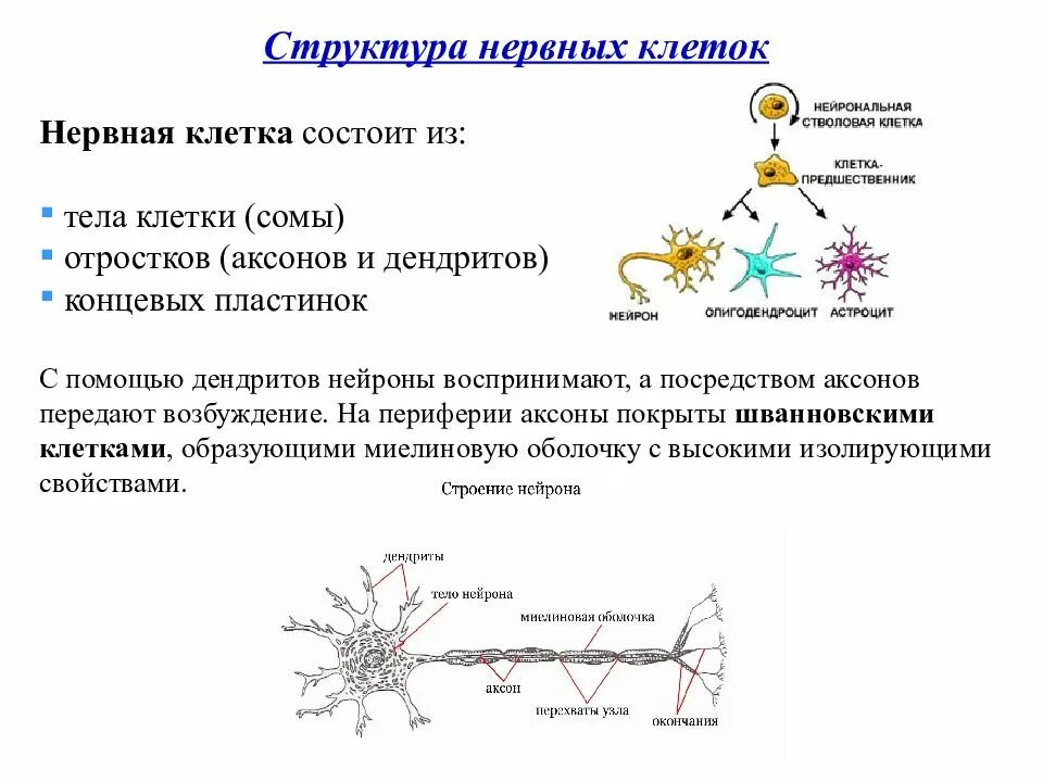 Система нейронов воспринимающих раздражение