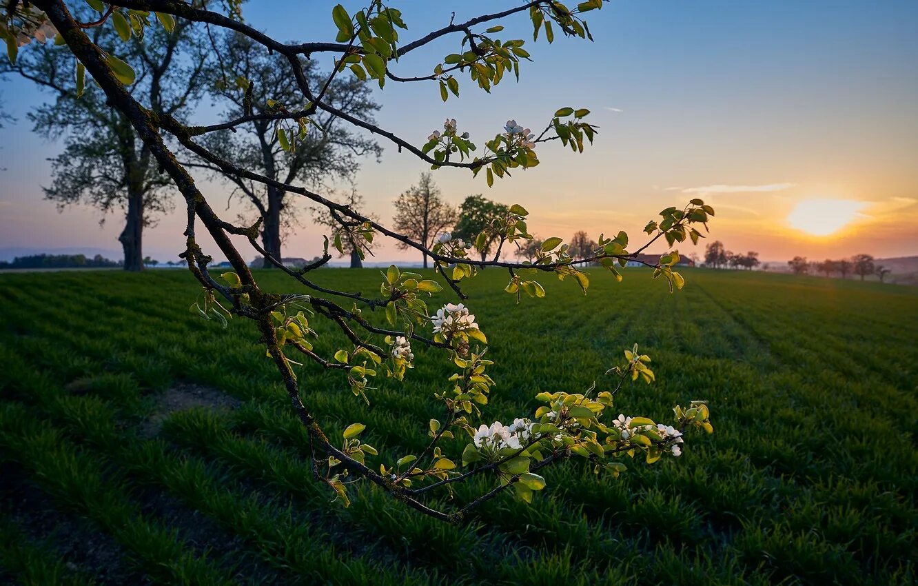 Весенний рассвет. Весеннее поле. Весенний пейзаж. Картинки с добрым утром весенний пейзаж
