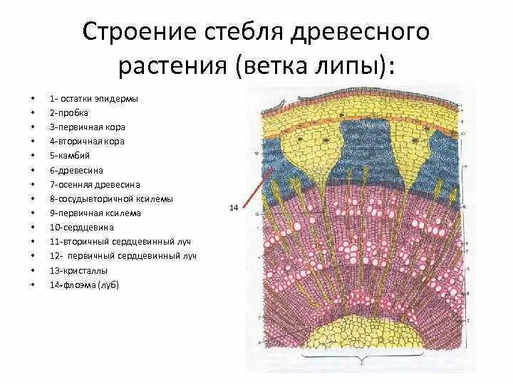 Картинки ПОСЛЕДОВАТЕЛЬНОСТЬ РАСПОЛОЖЕНИЯ СЛОЕВ ДРЕВЕСНОГО СТЕБЛЯ СНАРУЖИ ВНУТРЬ