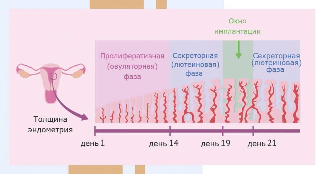 Имплантация время