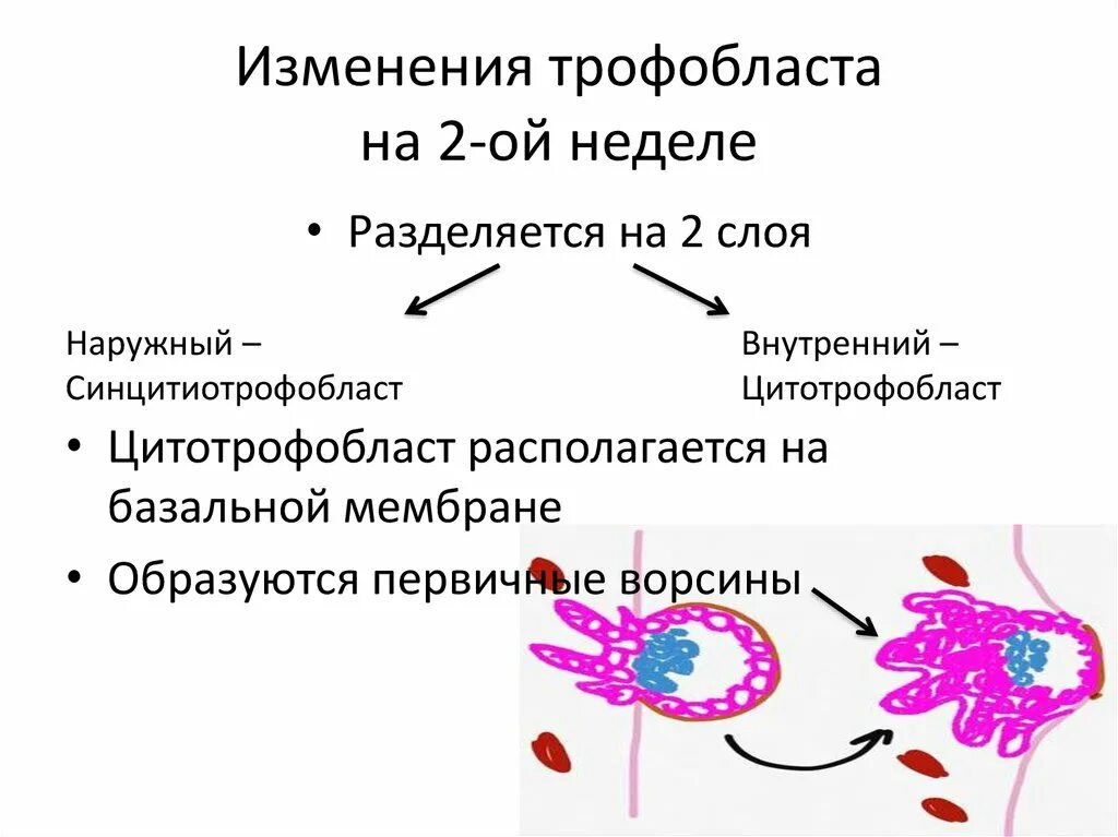Дифференцировка трофобласта. Дифференцировка трофобласта