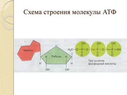 2 молекулы атф