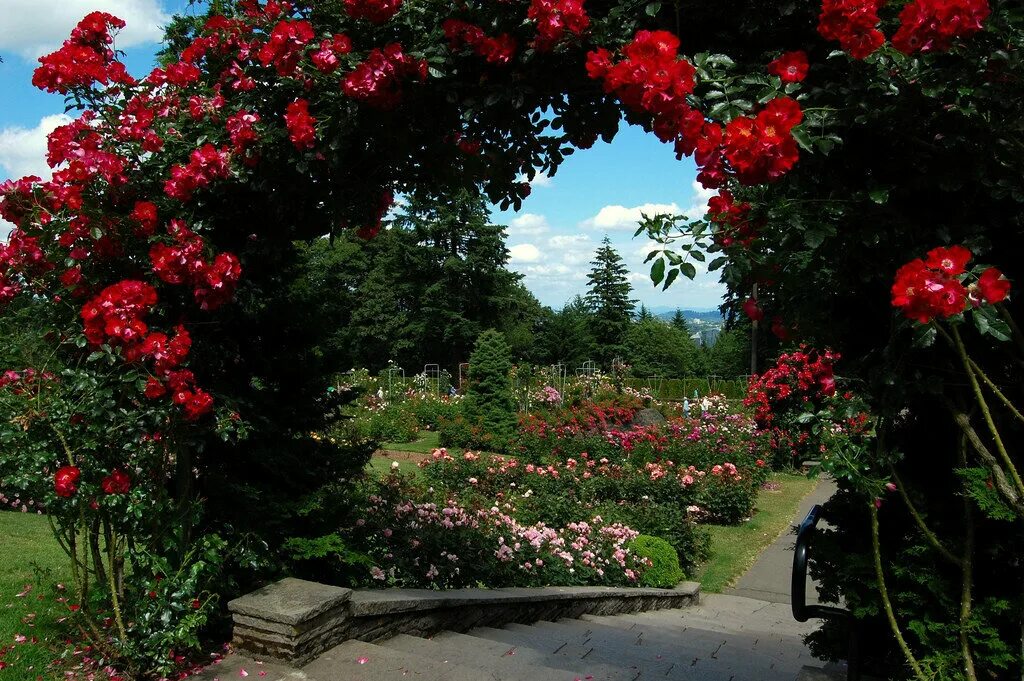 Голубой сад роз. Монреальский Ботанический сад розарий. Сад роз Портленд. Красные розы в саду.