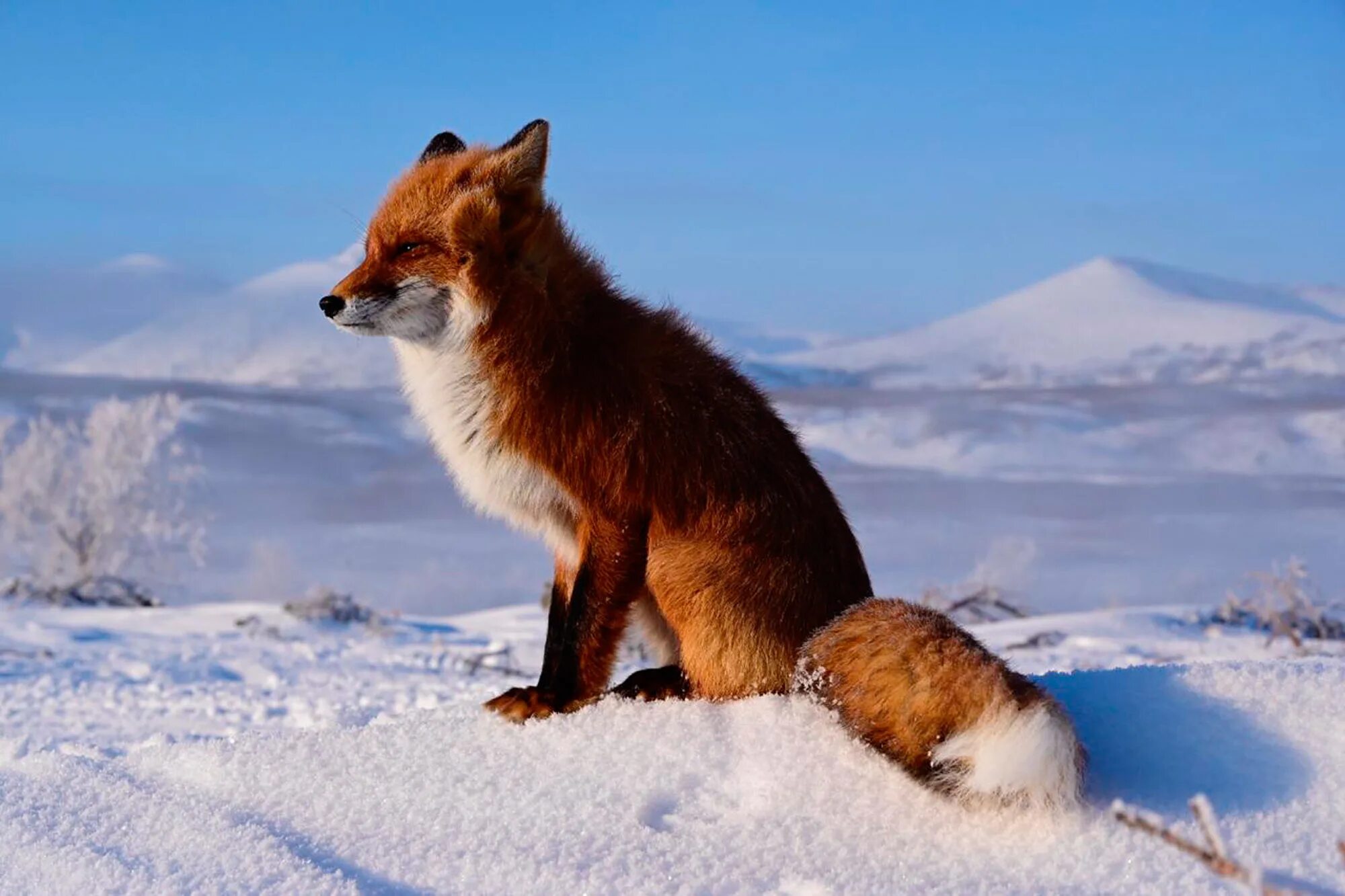 кроноцкий заповедник животные. кроноцкий заповедник медведи. кроноцкий заповедник животные. выдра кроноцкий заповедник. лиса огневка камчатка.
