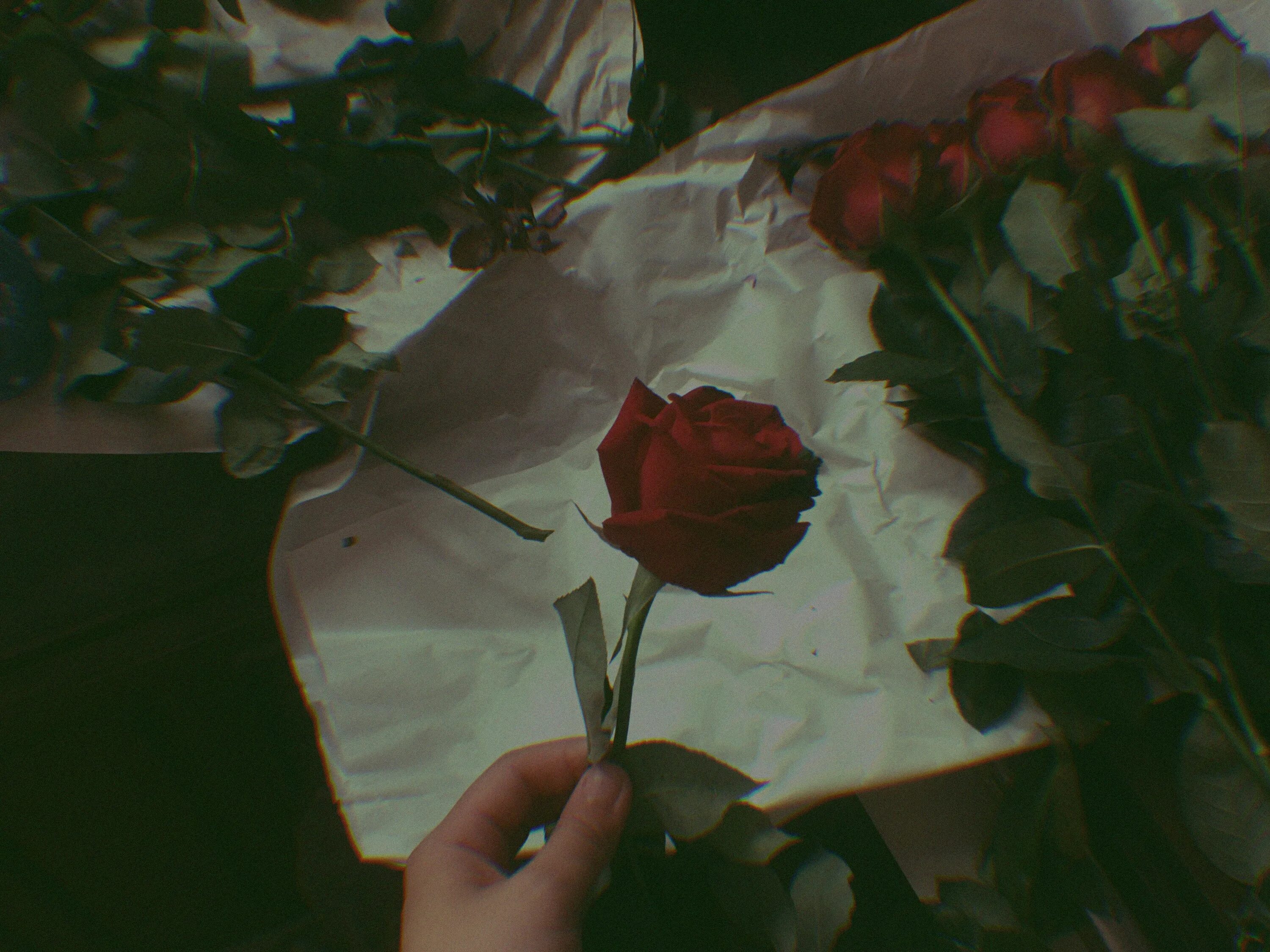 Если рассматривать красные розы через зеленое стекло. Эстетика красного и зеленого. Красные розы Эстетика. Эстетика красных роз и черного. Цветы Эстетика розы.