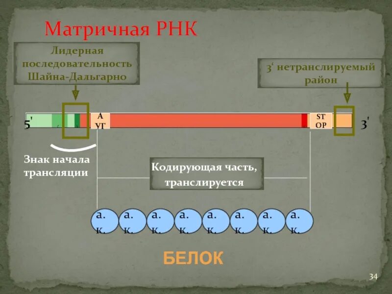 Последовательность Шайна-Дальгарно. Лидерная последовательность. РНК последовательность Шайна Дальгарно. Лидерная последовательность РНК.