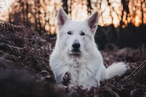 Белая немецкая овчарка