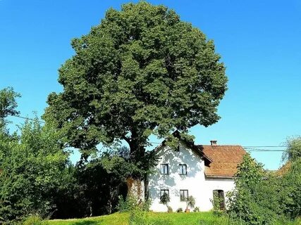 Row tree