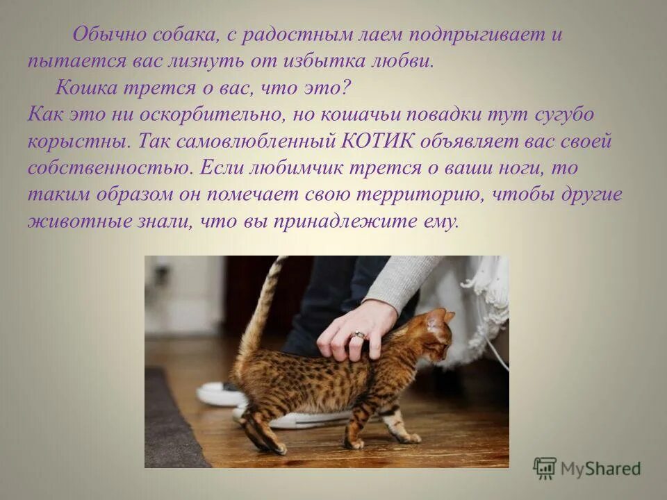 Включи кота описание. Кошачьи повадки. Повадки и привычки кота. Повадки домашних котов. Описать повадки кошки.