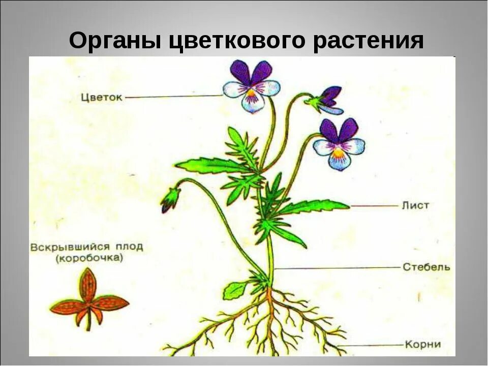 Стебель и листья корнеплодов 5 букв