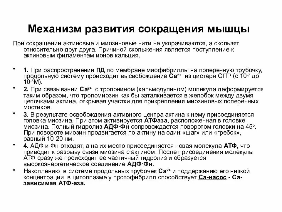 Причин сокращения мышц. При мышечном сокращении. механизм скольжения нитей при мышечном сокращении. актиновые и миозиновые нити при сокращении. теории скольжения. укорочения мышц.
