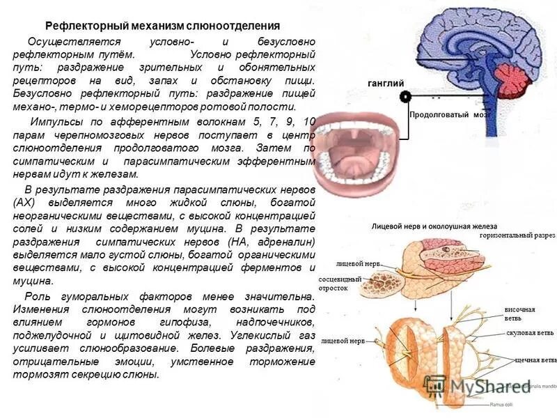 Слюноотделение. Механизм регуляции слюноотделения схема. Рефлекторная регуляция слюноотделения физиология. Механизм слюноотделения физиология. Нервная регуляция слюноотделения схема.