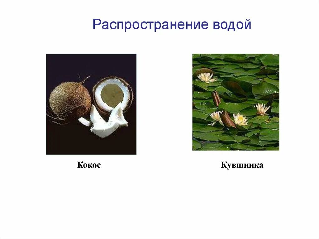 Гидрохория тип распространения семян. Распространение семян водой. кувшинка распространение семян. способ распространения семян кувшинки. плоды которые распространяются водой.