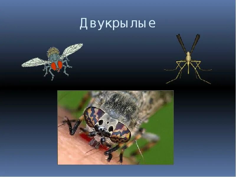 Значение двукрылых