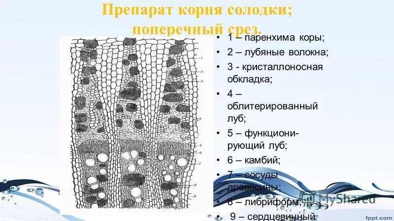 Какую функцию выполняют лубяные волокна у растений. Какую функцию выполняют лубяные волокна у растений