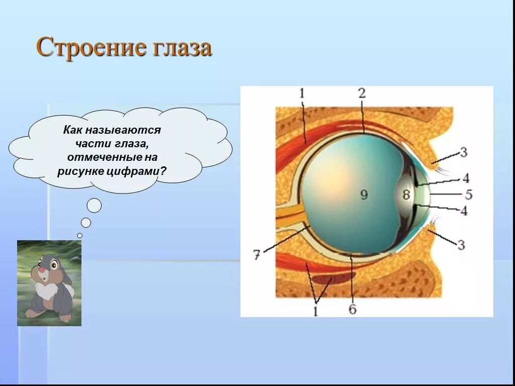 Строение глаза биология 9 класс