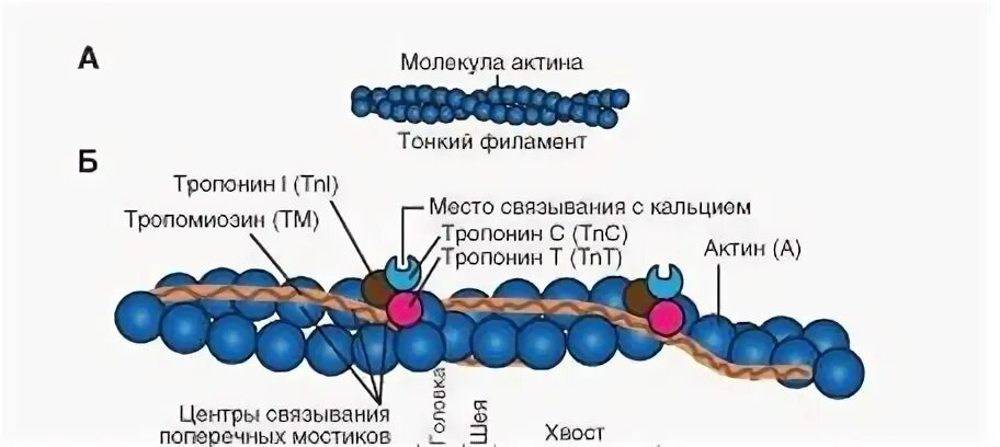 Актин миозин тропонин тропомиозин
