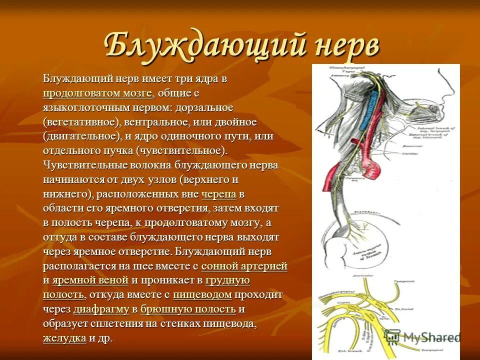 блуждающий нерв двигательное ядро. блуждающий нерв проходит через. вагус нерв анатомия. схема ветвей блуждающего нерва. блуждающий нерв vagus.
