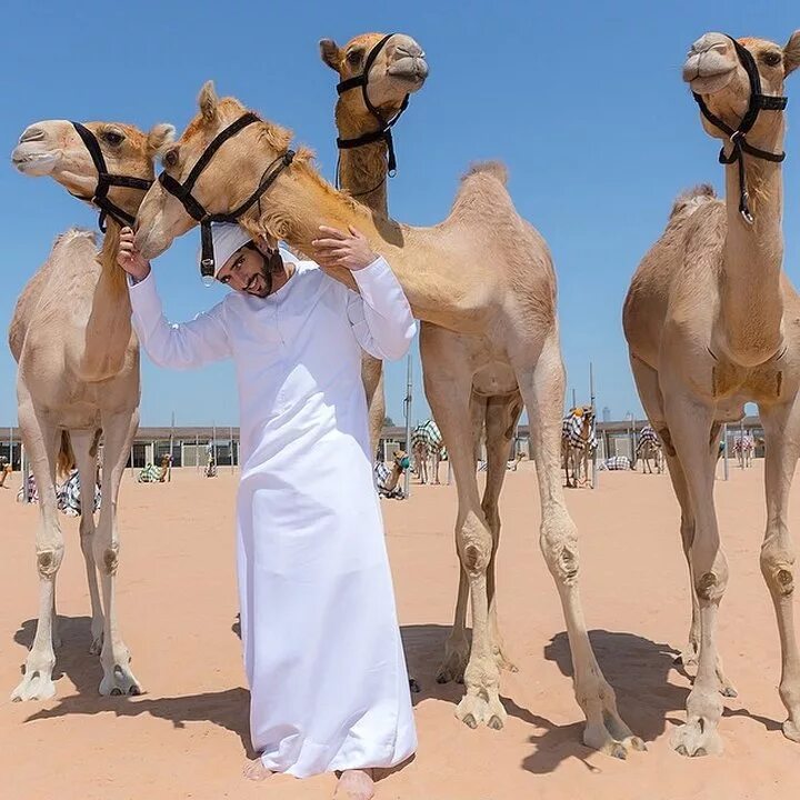 Марван Шейх Дубаи. Бедуины ОАЭ. Хамдан на верблюде. Хамдан ибн Мохаммед путешествие. Жизнь арабом