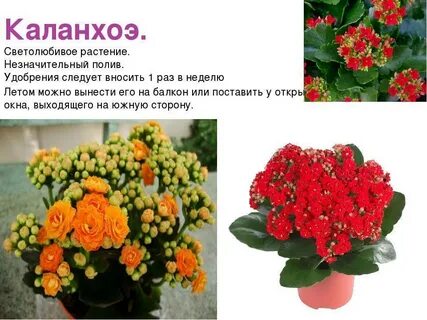 Чем полезен каланхоэ