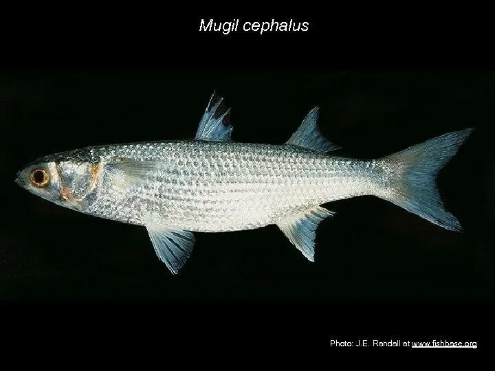 Лобан н а. Лобань черноморская рыба. лобан (mugil cephalus). кефаль остронос. кефаль азовская.