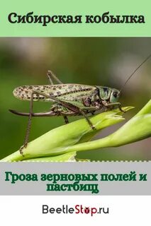 Сибирская кобылка