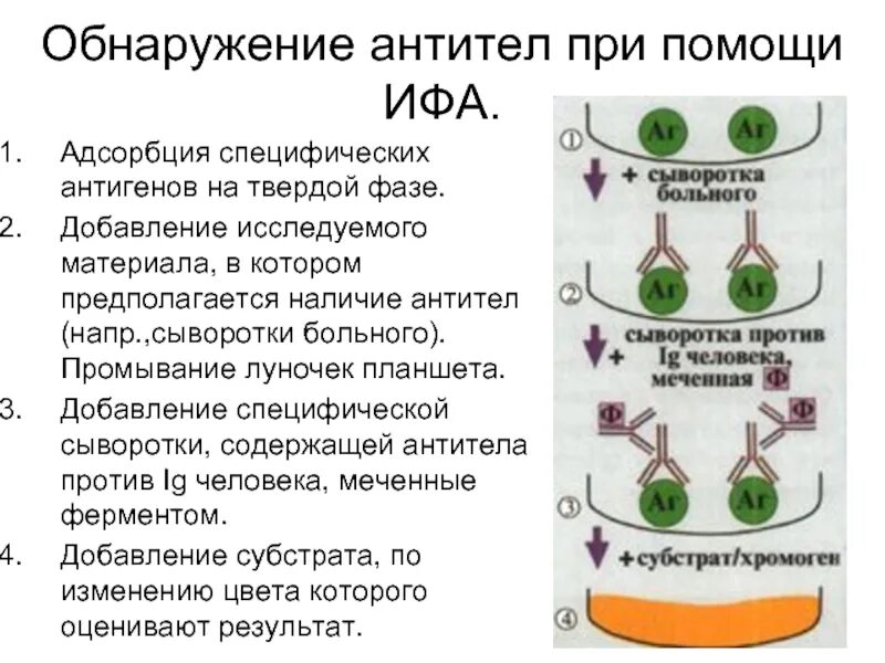Антитела ифа что это. Ифа. обнаружение антител. выявление антител. твердая фаза ифа.