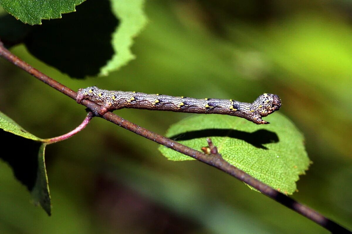Яблоневая пяденица гусеница. Систематика бабочки. Экологического описания гусеницы бабочки пяденицы. Пяденица lycia hirtaria. Экологического описания гусеницы бабочки пяденицы.
