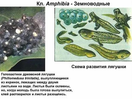 Биология 8 класс амфибии