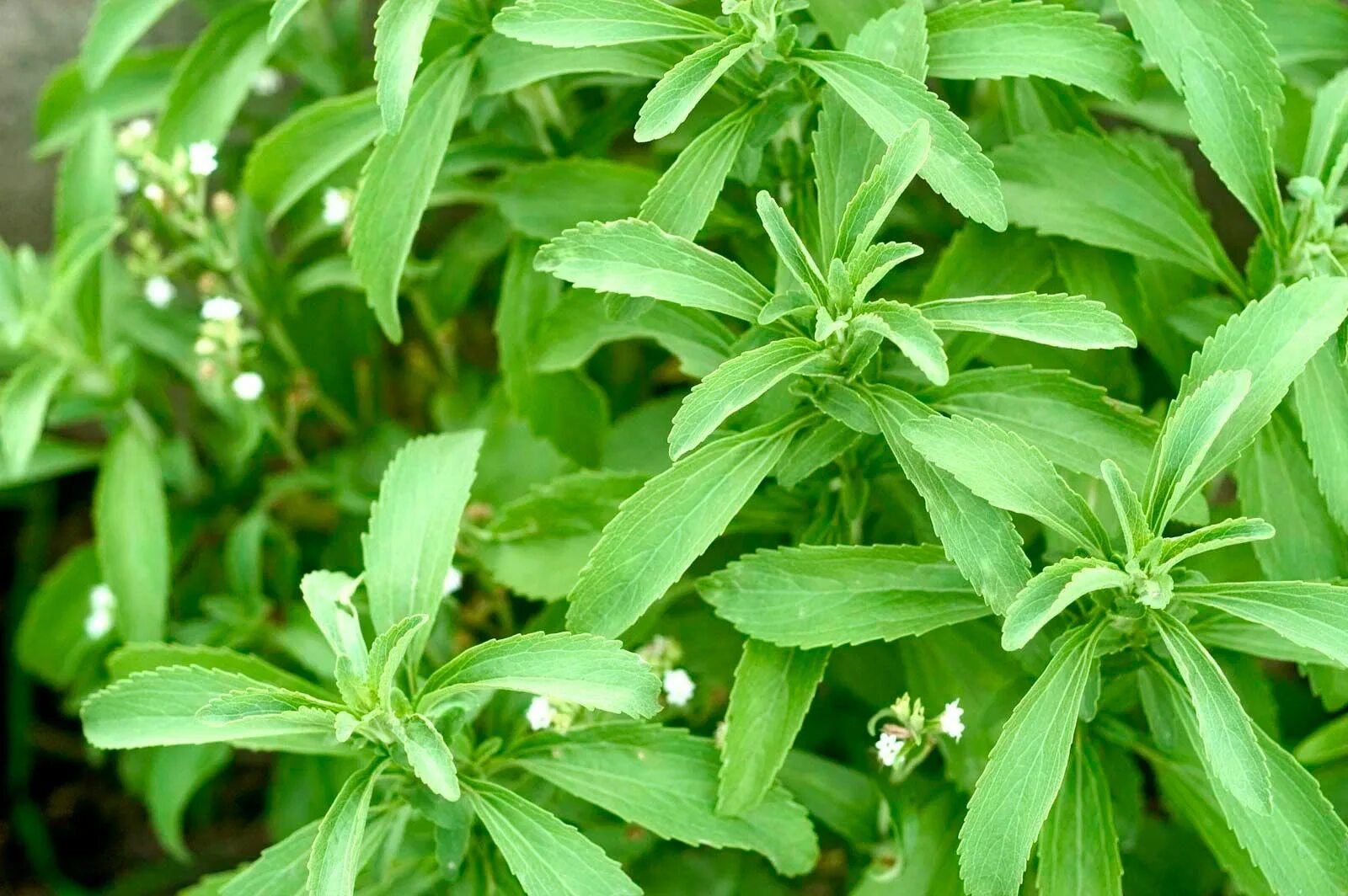 Какие листья сладкие. Stevia rebaudiana. Стевия медовая. Stevia rebaudiana Bertoni. Цветущая стевия.