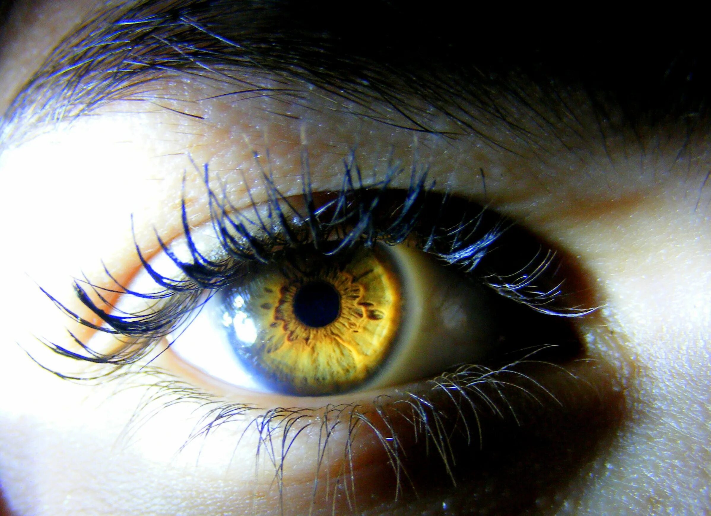 Желтый глаз 14. Желтые глаза. Золотистый цвет глаз. Янтарные глаза. Желтый цвет глаз.