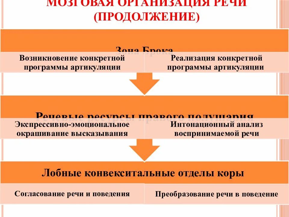 Основы формирования речи. Мозговая организация устной речи. многоуровневой мозговой организации речи. мозговые механизмы речевой деятельности. мозговые структуры речи.