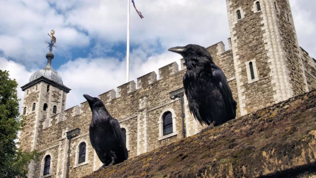 The ravens are the unique. Вороны Тауэра в Лондоне. Шесть Воронов Лондонский Тауэр. Крепость Тауэр в Лондоне вороны. Tower of London вороны.