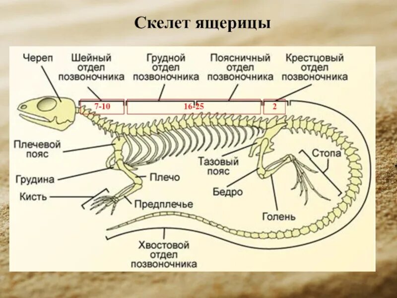 Схема рептилий. Строение скелета прыткой ящерицы. Осевой скелет позвоночник пресмыкающихся. Внутренний осевой скелет пресмыкающихся. Внутреннее строение пресмыкающихся схема.