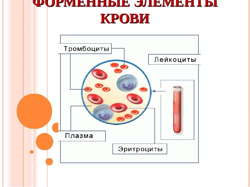 Элементы составляющие кровь. Схема кровь плазма форменные элементы. Кровь человека строение крови. Схема состав крови плазма крови форменные элементы. Состав крови рис 51.