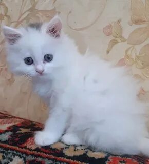 Белый возьму