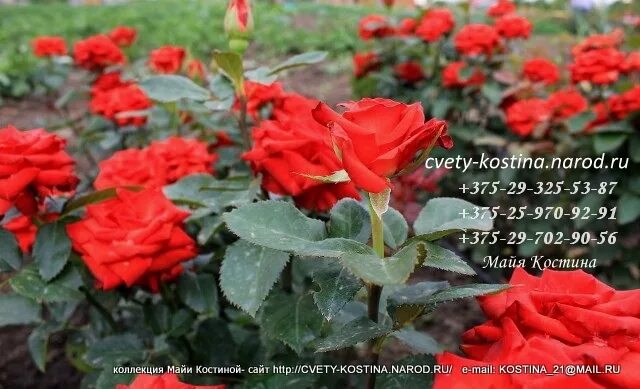 Роза флорибунда Нина Вейбулл (в тубе) Розы. Декоративноцветущие луковицы, рассад