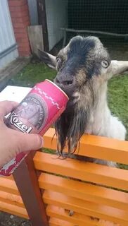 Козел смешные картинки