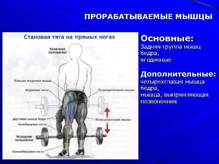 Тяга мышц. Становая тяга группы мышц. Становая тяга какие мышцы. Становая тяга схема мышц. Анатомия становой тяги.