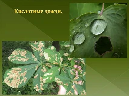 Кислотные дожди азот