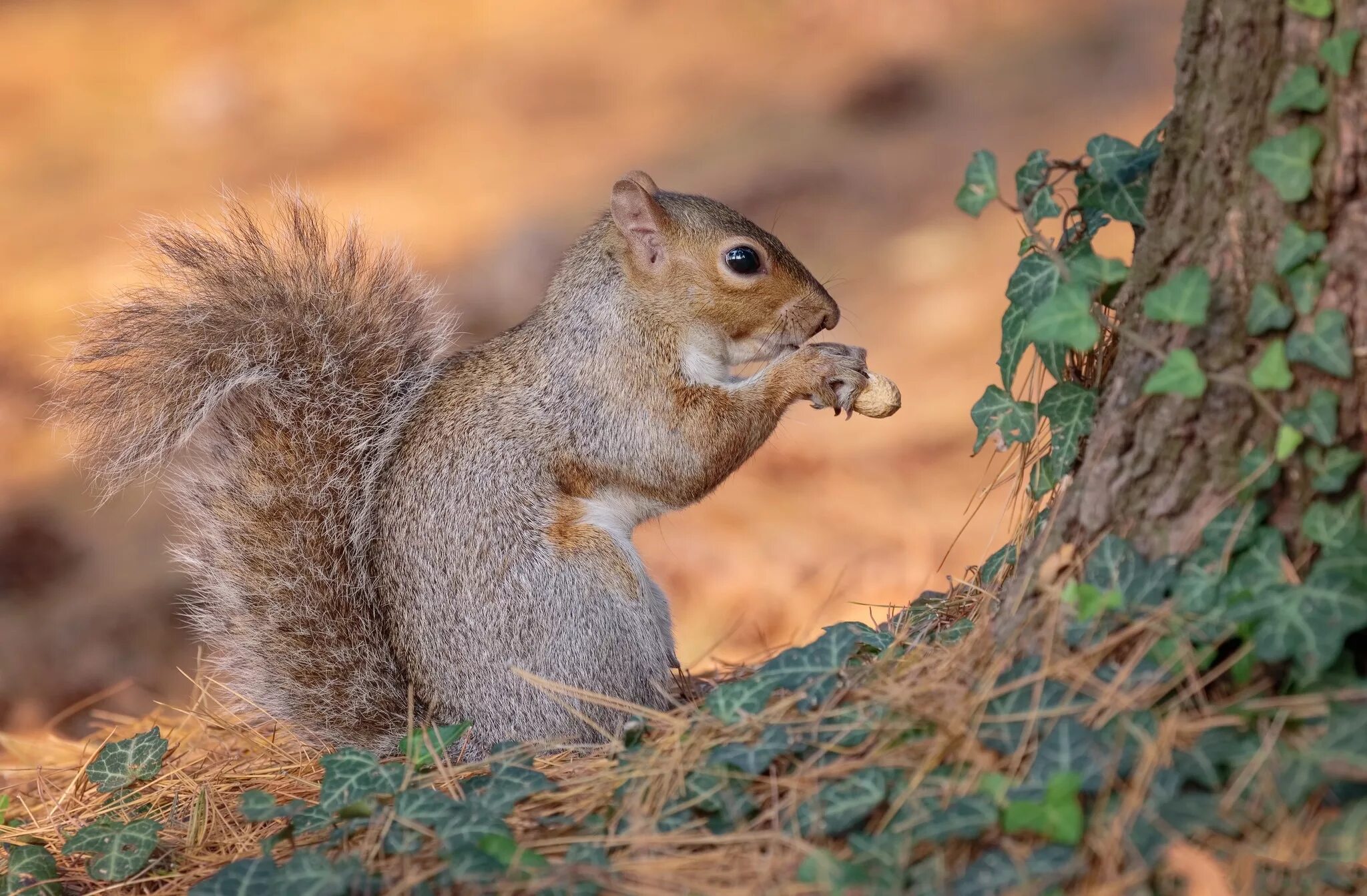 Белка с орехом. Орешки для белки. Белка ест орехи. Красивые картинки природы и животных прикольные.