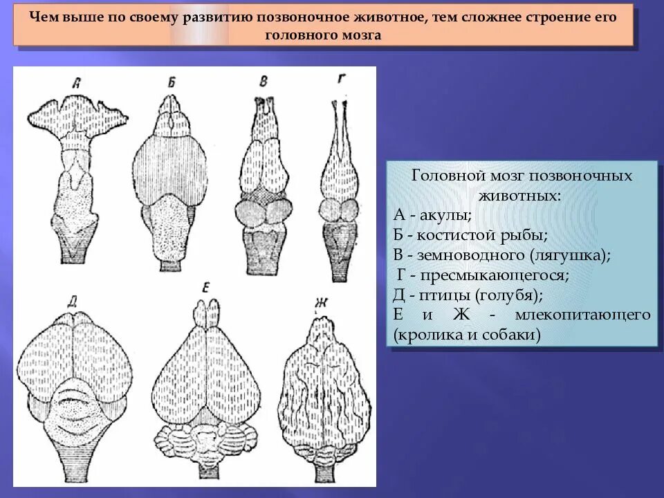 Эволюция мозга у позвоночных животных. Строение головного мозга позвоночных. Строение мозга позвоночных животных. Эволюция мозга животных. Эволюция мозга позвоночных животных.