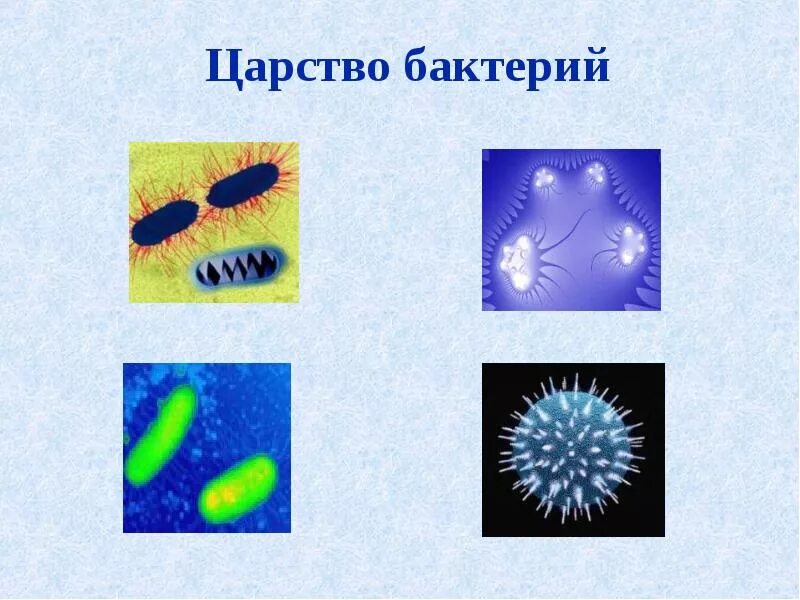 Царство бактерий примеры. Царство бактерий. Царство бактерии царство. Царства микроорганизмов.