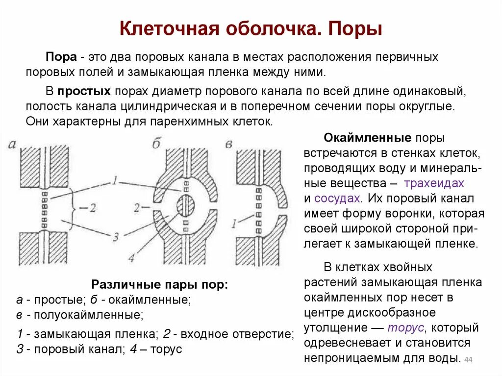 Окаймленные поры. Строение простых и окаймленных пор. Полуокаймленные поры. Окаймленные поры с Торусом.