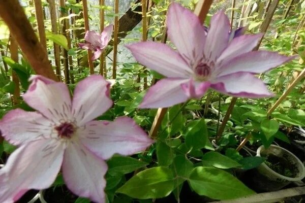 Omoshiro Clematis, Clematis vine, Large flowers