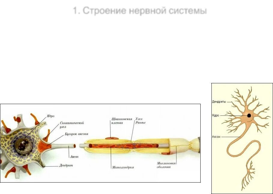 Внутреннее строение нерва. Строение нерва. Строение нерва Аксон. Строение нерва дендрит. Дендриты в нервной системе.