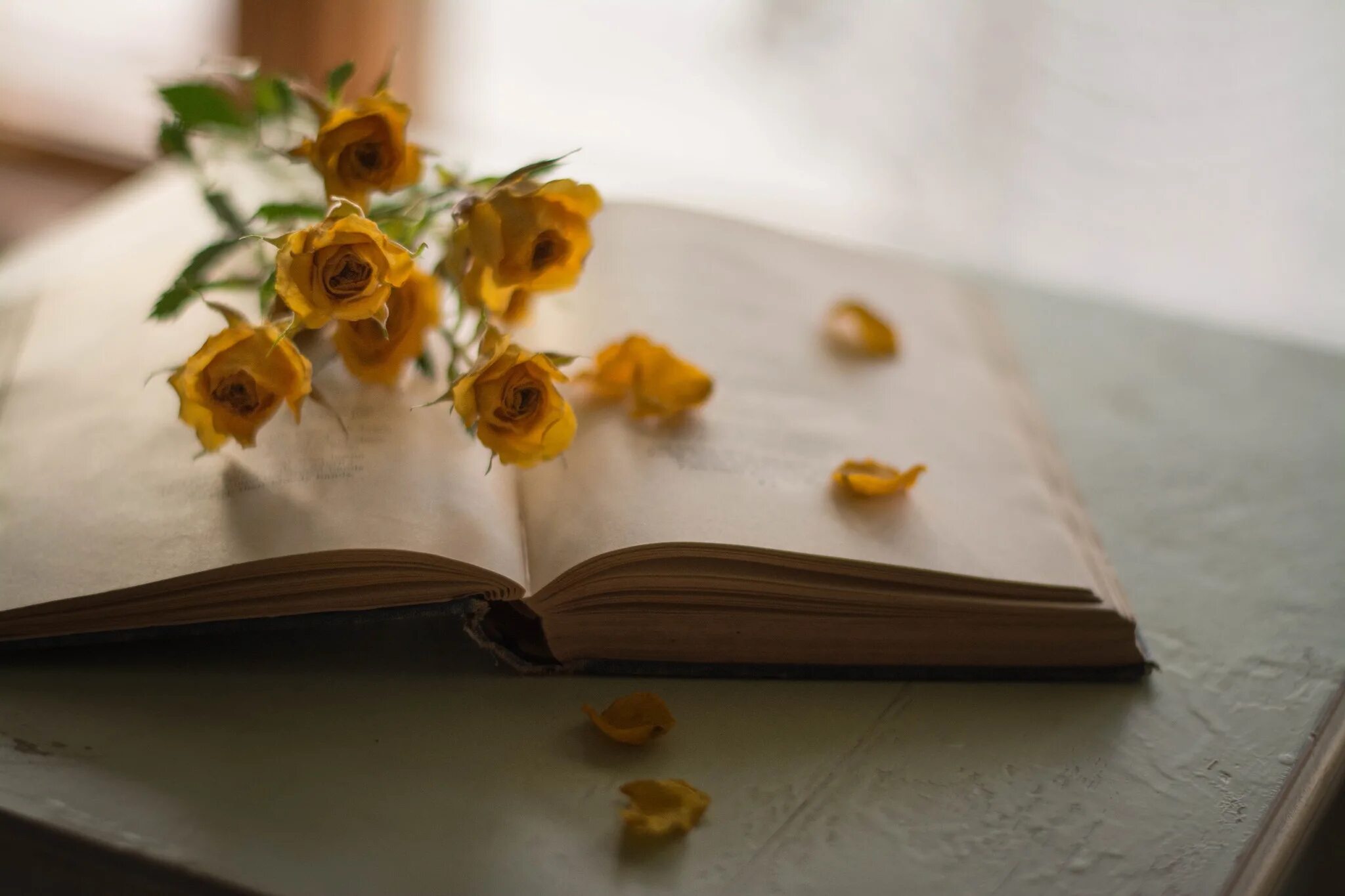 Раскрытая книга лежит на столе. Книга цветы. Цветы лежат на книге. Красивые книги и розы. Книга с цветами.