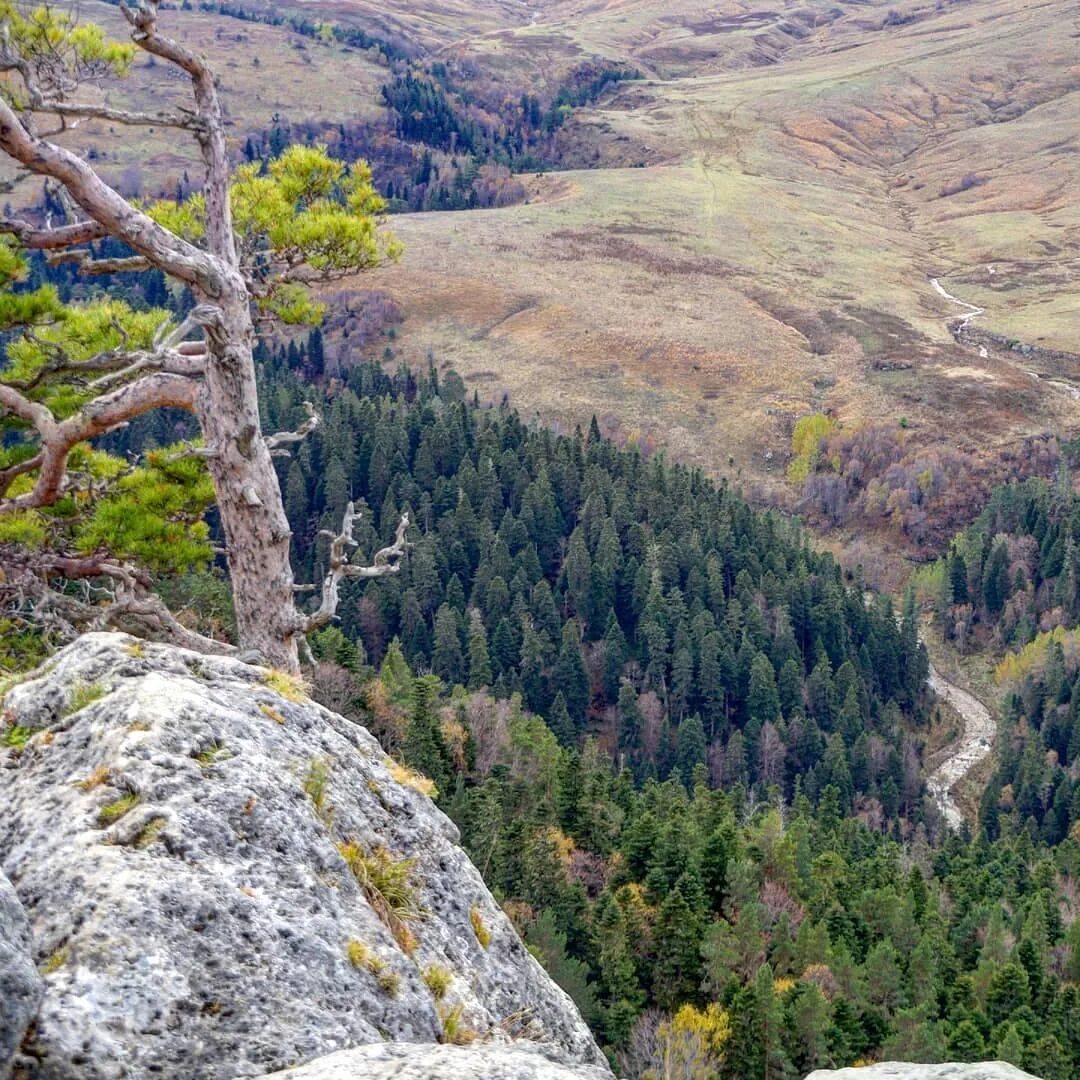 Плато Лагонаки. Гузерипль Лагонаки. Плато Лагонаки Адыгея 2022. Дорога на Лагонаки. Камера лагонаки адыгея